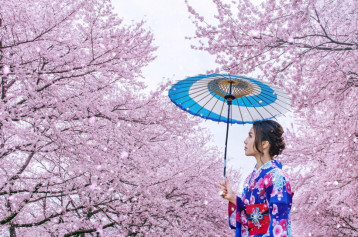 Japan Cherry Blossom