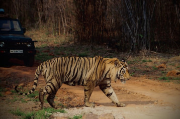 Tadoba - with Baba Amte tour